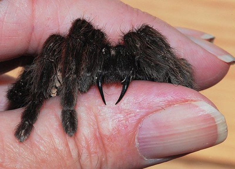 Does The Skeleton Tarantula Bite? What You Should Know