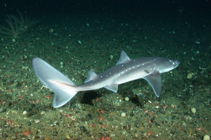 Dogfish