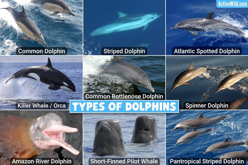 Dolphin Vs. [Similar Species] - Key Differences