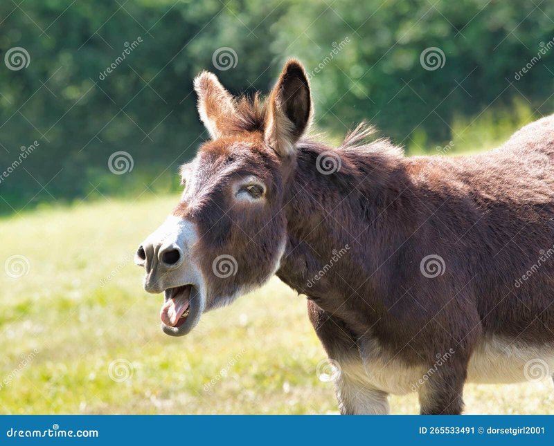 Donkey Behavior 101: Braying, Bonding, And Body Language