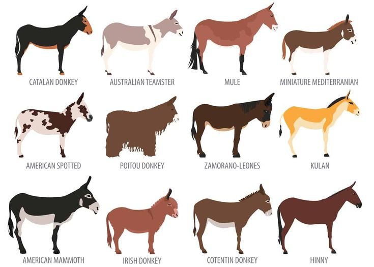 Donkey Breeds: Differences In Size, Temperament, And Use