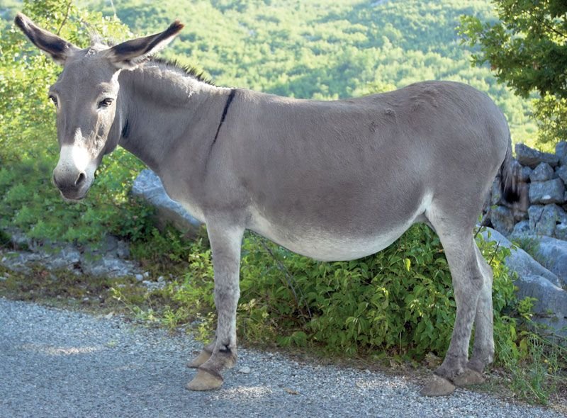 Donkey (Wild)