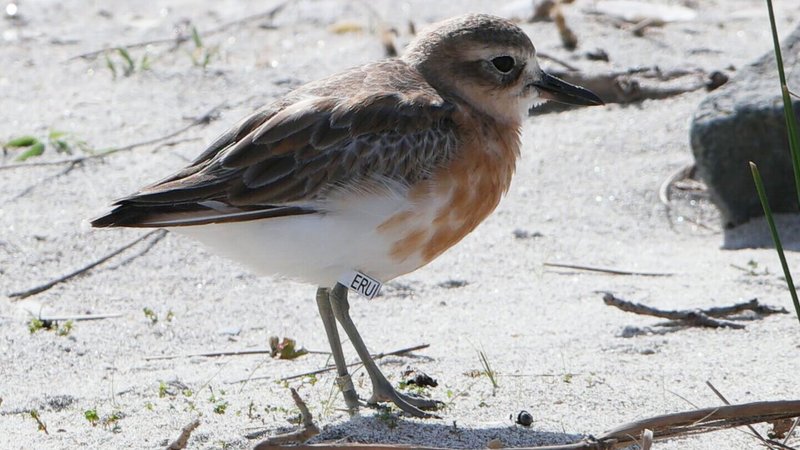 Dotterel