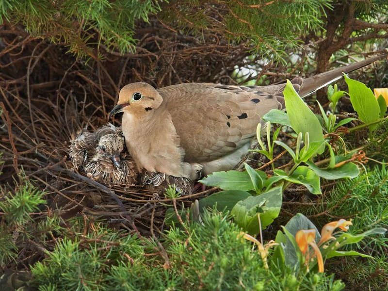 Dove Behavior Explained: Cooing, Mating, And Nesting