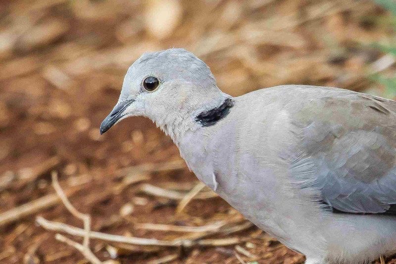 Dove Breeds: Popular Types Kept As Pets