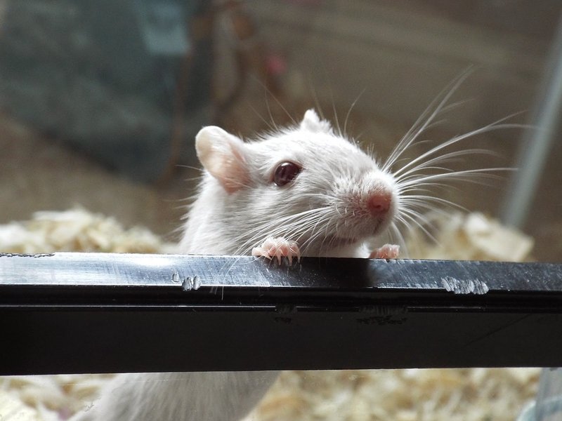 Dove Gerbil Overview: Traits, Temperament, And Color