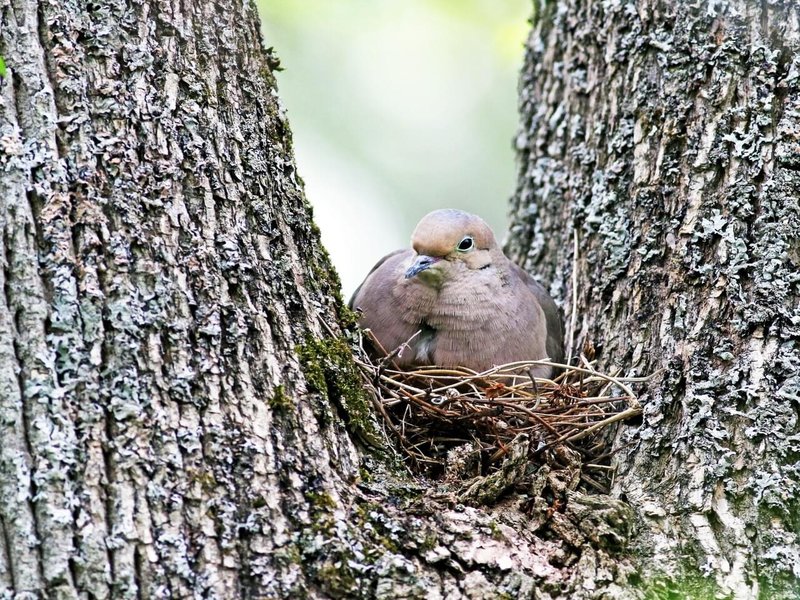 Dove Nesting Habits And Lifecycle