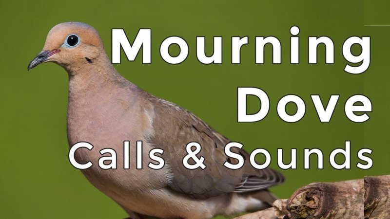 Dove Vocalizations And What They Mean