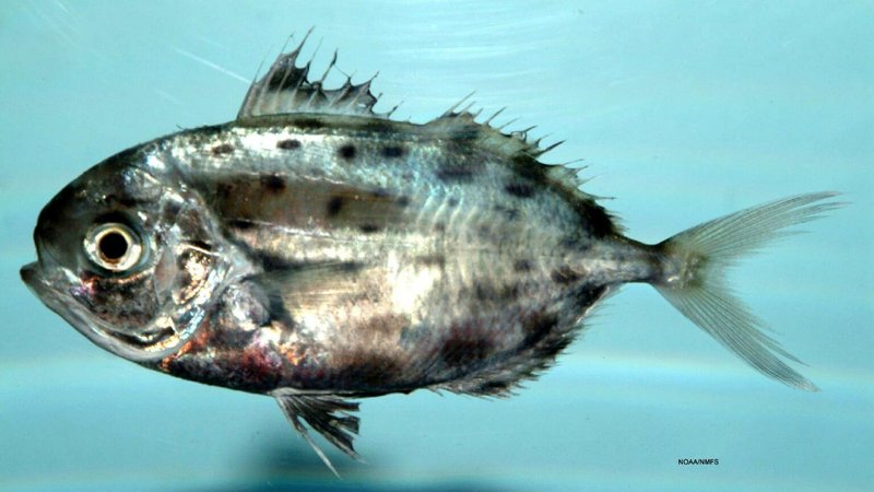 Driftfish