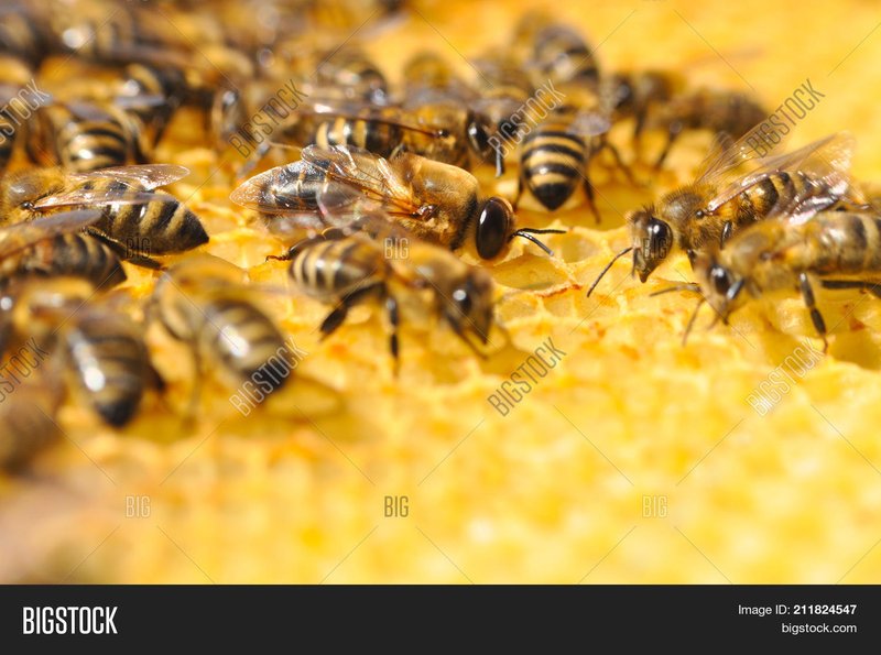 Drone Bee