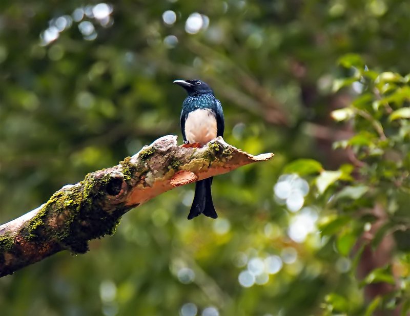 Drongo