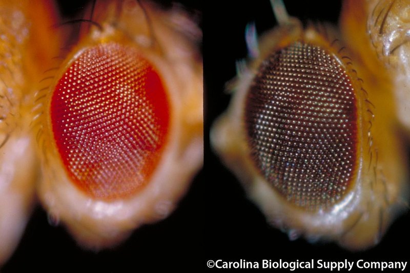 Drosophila (Fruit Fly)