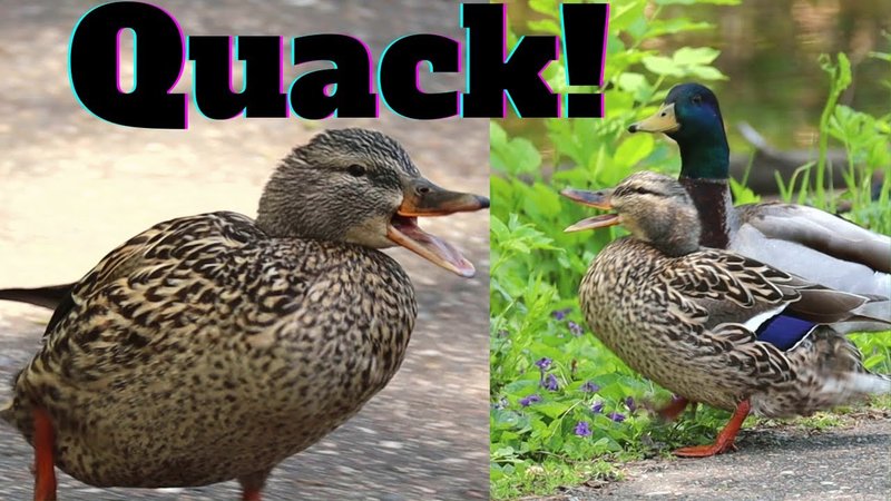 Duck Behavior: Understanding Quacking, Mating, And Social Habits