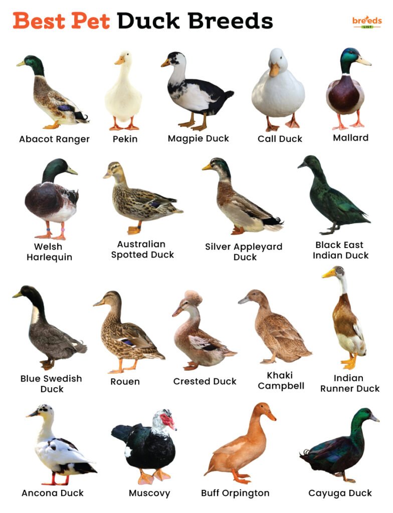 Duck Breeds: Best Types For Pets, Eggs, Or Meat