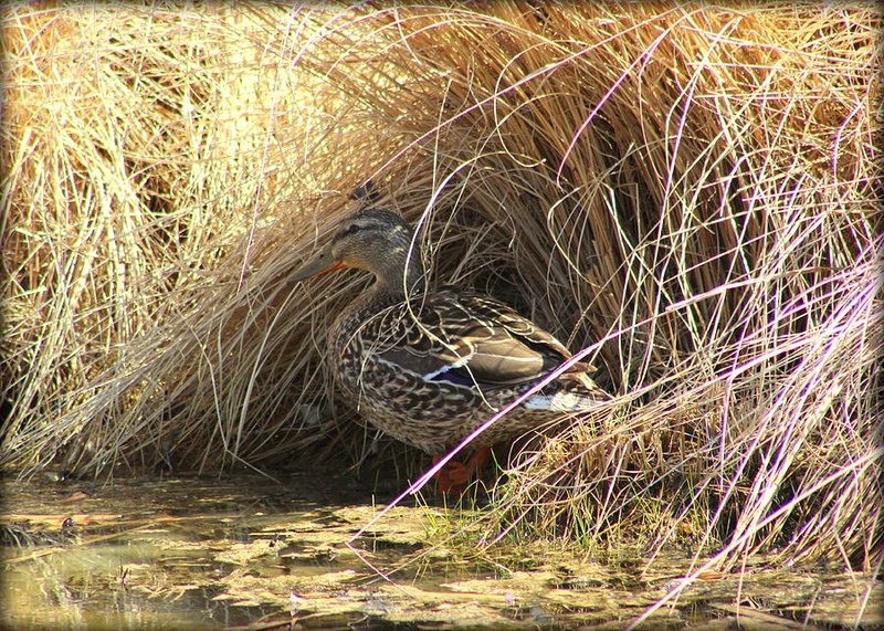 Duck Nesting Habits And Lifecycle