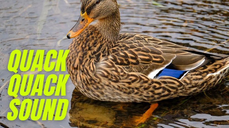 Duck Vocalizations And What They Mean