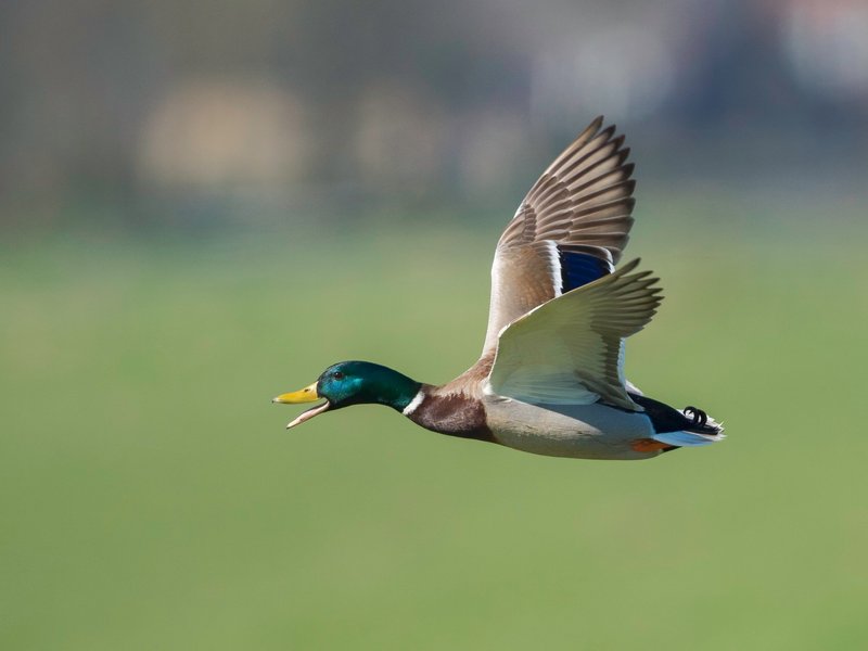 Duck