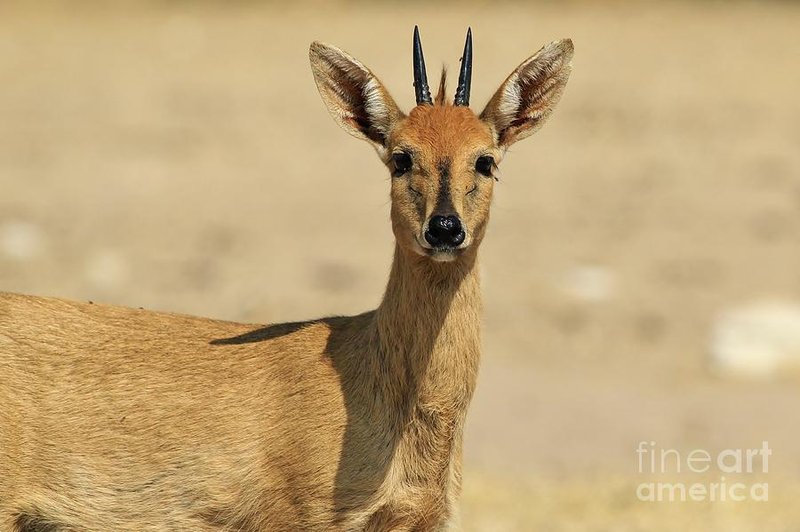 Duiker