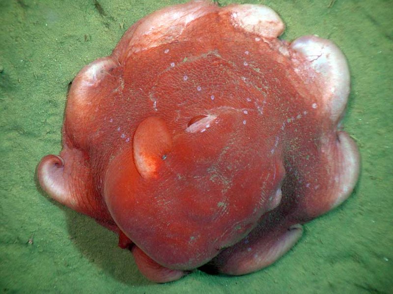 Dumbo Octopus