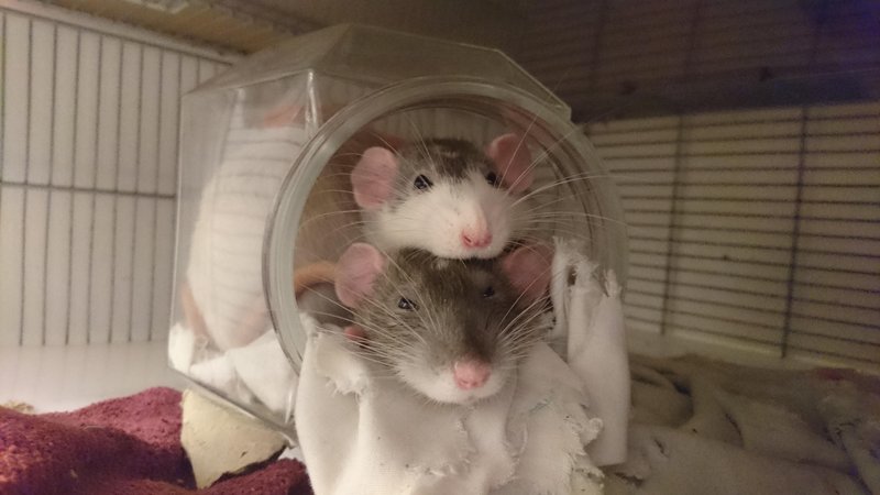 Dumbo Rat Overview: Traits, Appearance, And Temperament