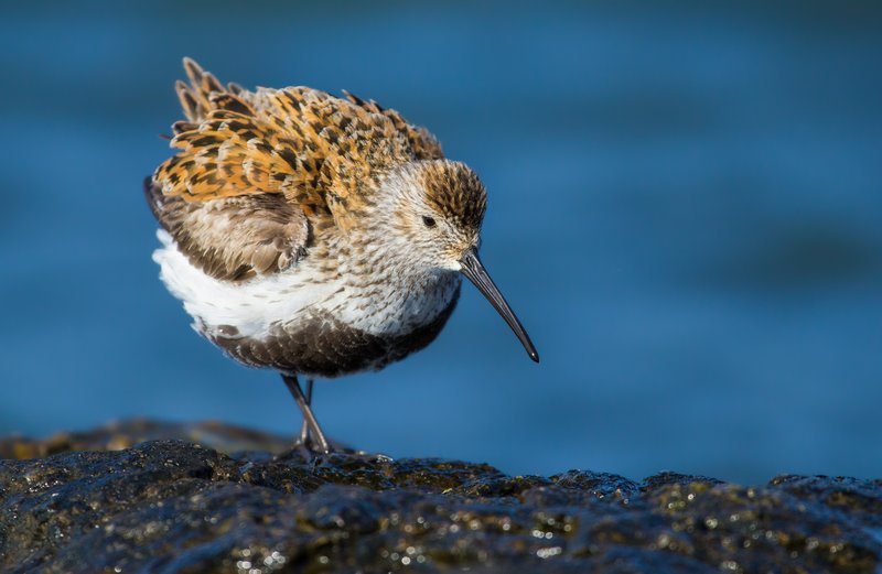 Dunlin
