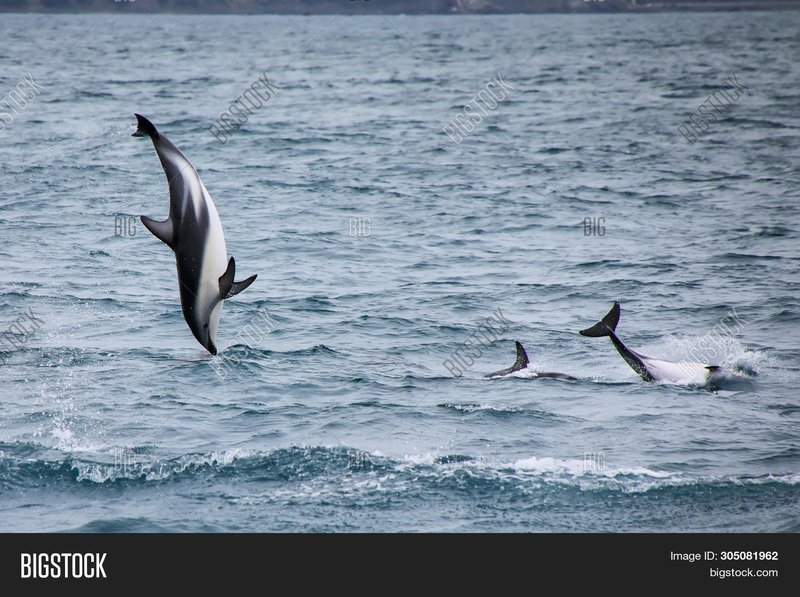 Dusky Dolphin