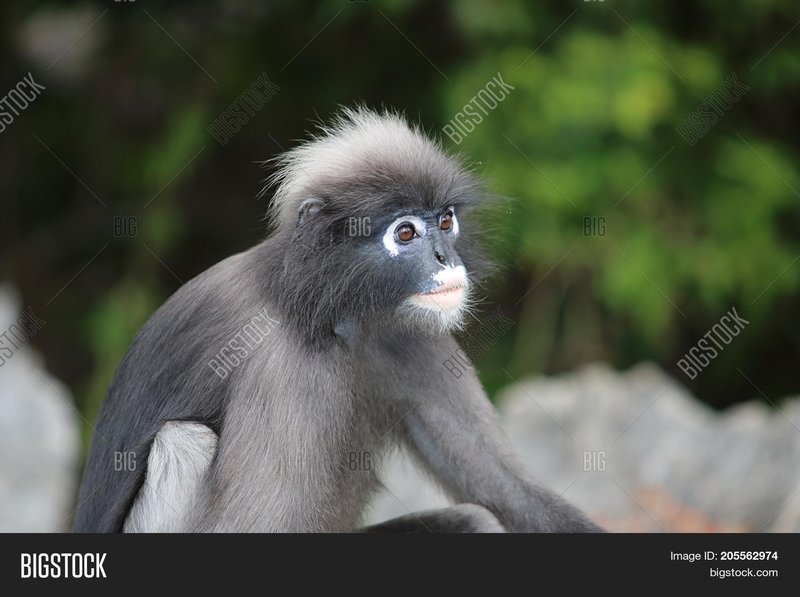Dusky Leaf Monkey
