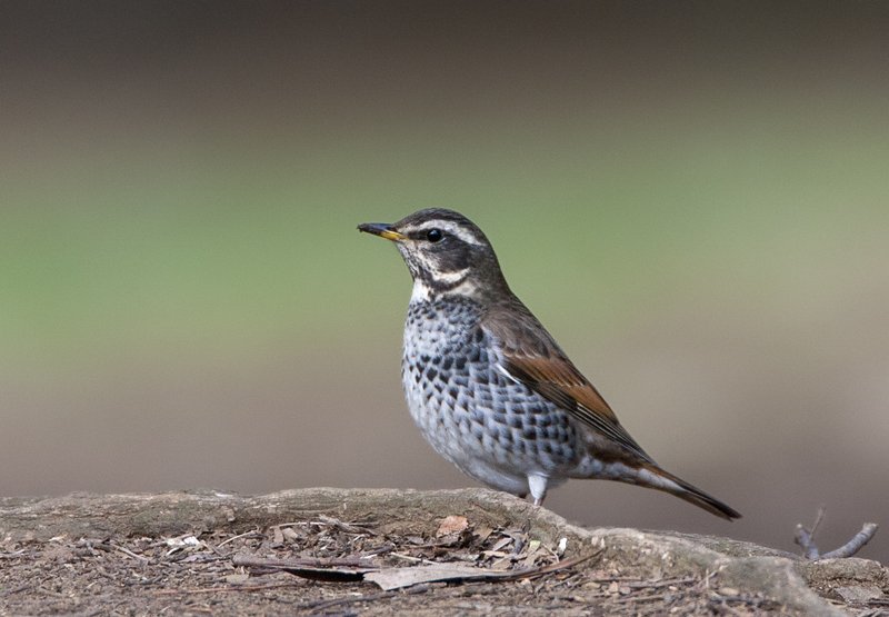 Dusky Thrush