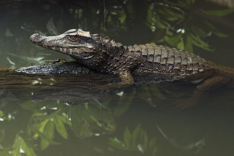 Dwarf Caiman