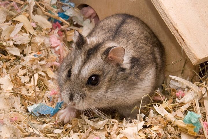 Dwarf Campbell Hamster Overview: Traits, Size, And Temperament