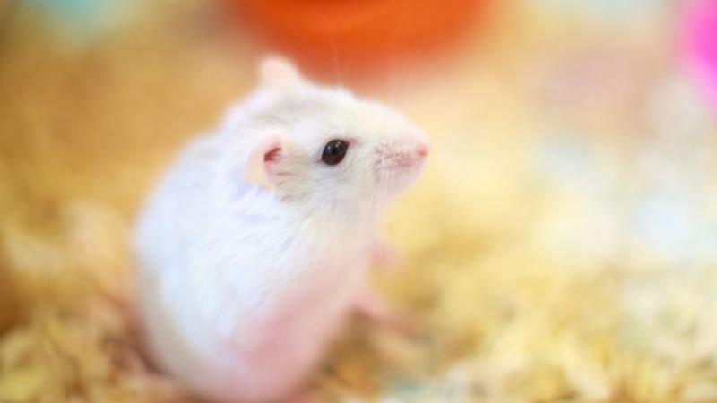 Dwarf Winter White Hamster Overview: Traits, Size, And Temperament