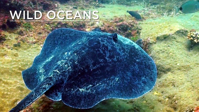 Eagle Ray