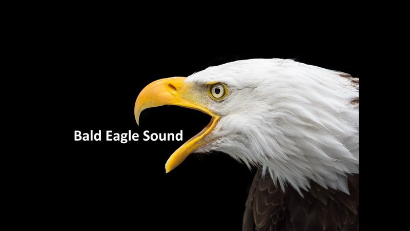 Eagle Vocalizations And What They Mean