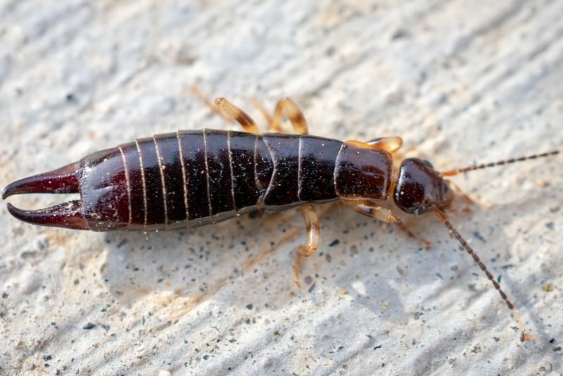 Earwig