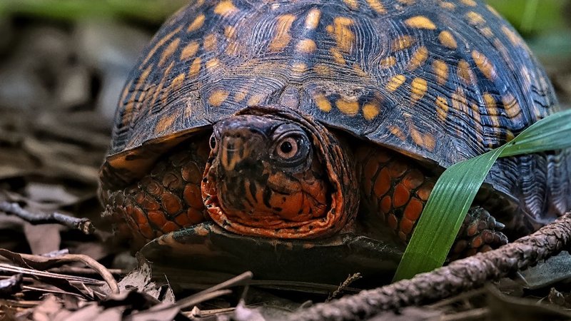 Eastern Box Turtle