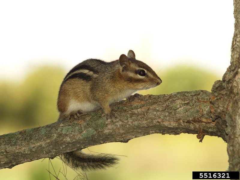 Eastern Chipmunk