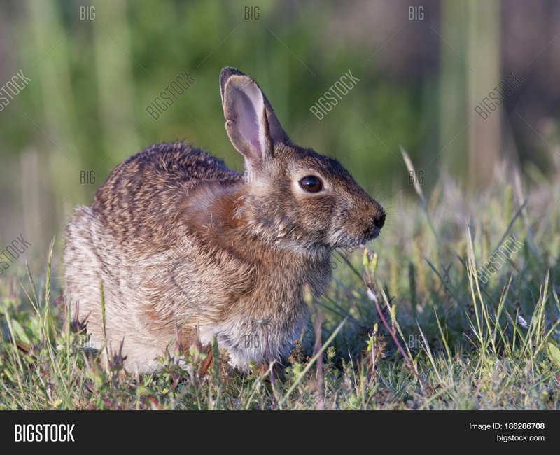 Eastern Cottontail
