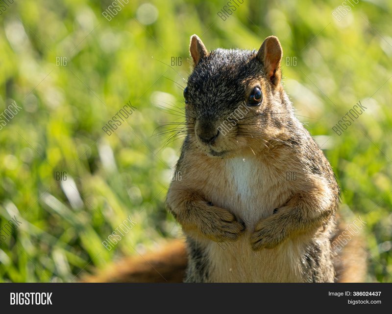 Eastern Fox Squirrel