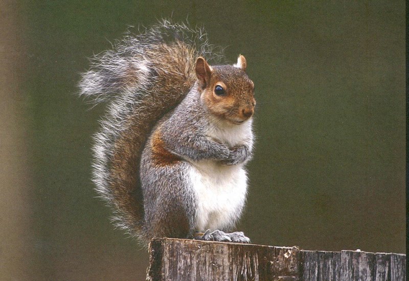 Eastern Gray Squirrel