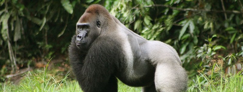 Eastern Lowland Gorilla