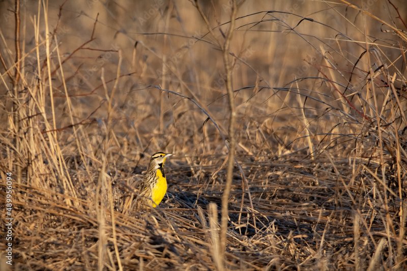 Eastern Meadowlark