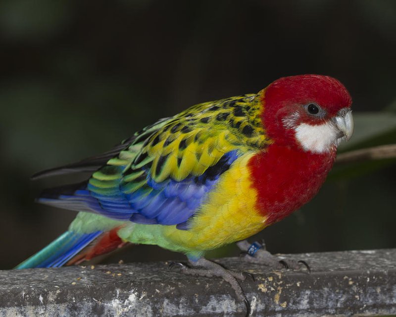 Eastern Rosella
