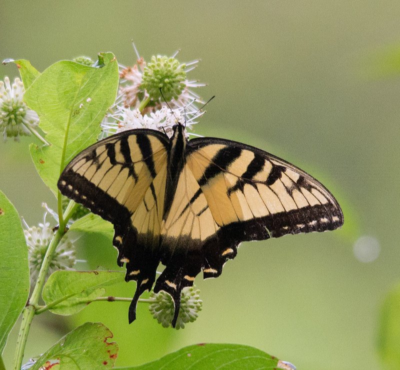 Eastern Tiger Swallowtail