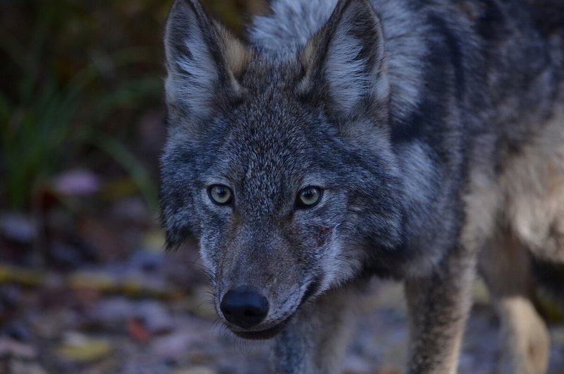 Eastern Wolf