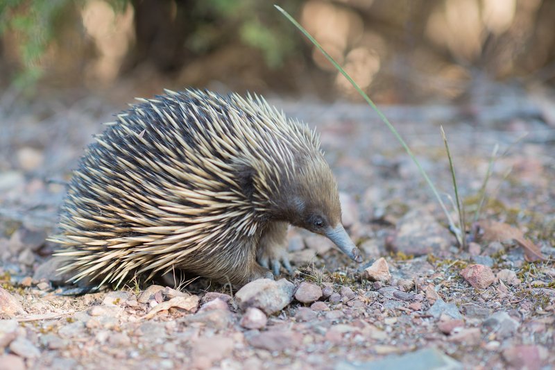 Echidna
