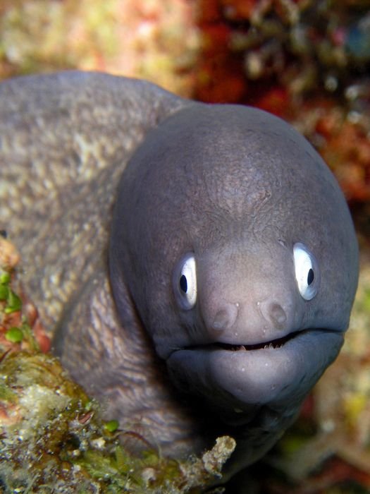 Eel Vs. [Similar Species] - Key Differences
