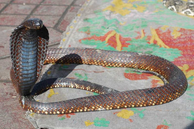 Egyptian Cobra