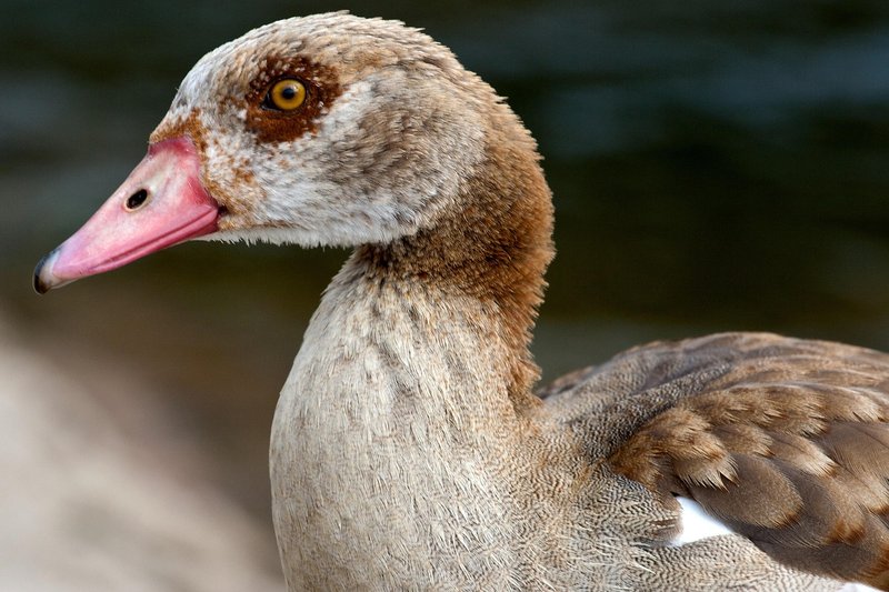 Egyptian Goose