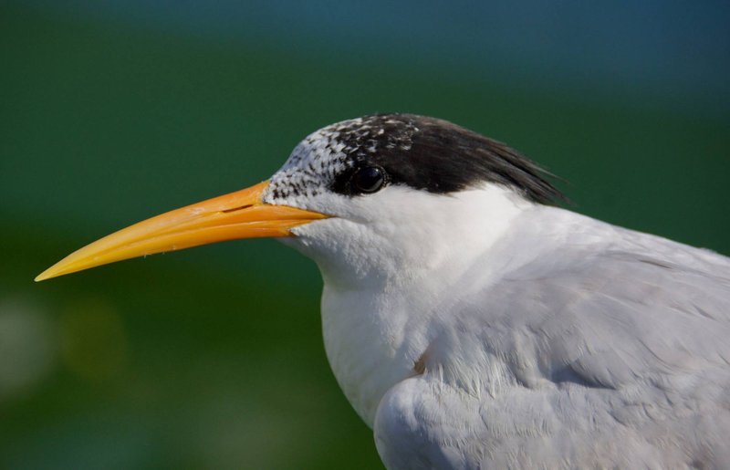 Elegant Tern
