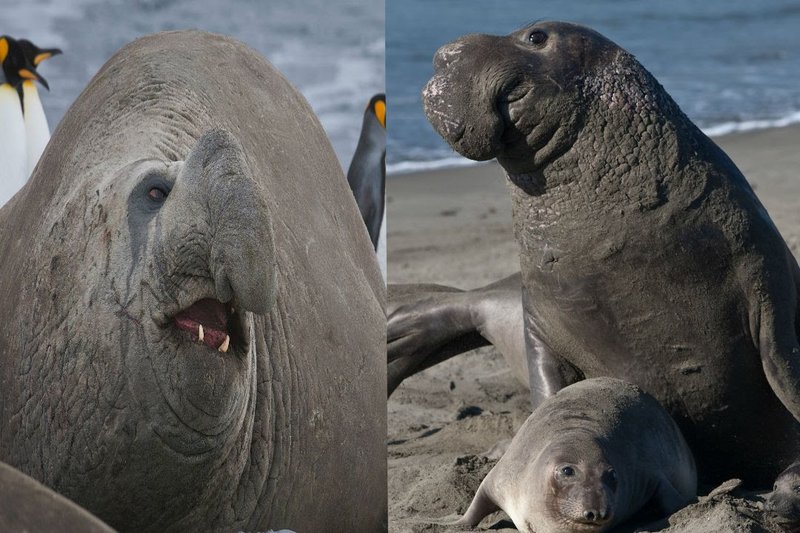 Elephant Seal Vs. [Similar Species] - Key Differences